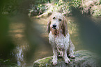 Grand Basset Griffon Vendeen