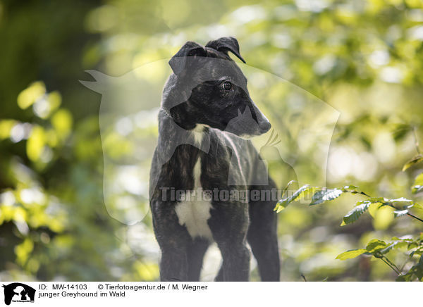 junger Greyhound im Wald / young Greyhound in the forest / MW-14103