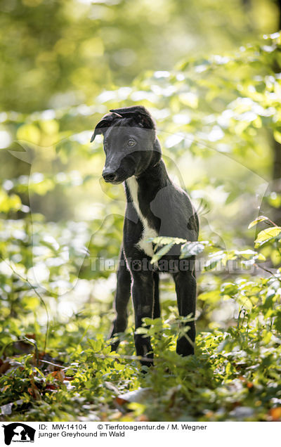 junger Greyhound im Wald / young Greyhound in the forest / MW-14104
