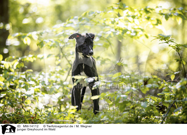 junger Greyhound im Wald / young Greyhound in the forest / MW-14112