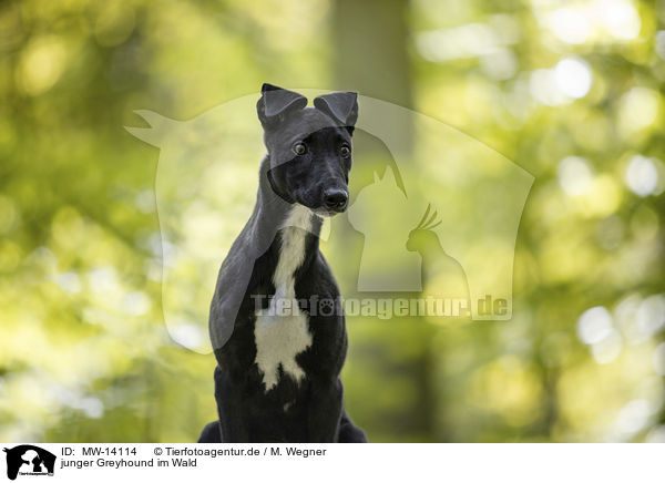junger Greyhound im Wald / young Greyhound in the forest / MW-14114