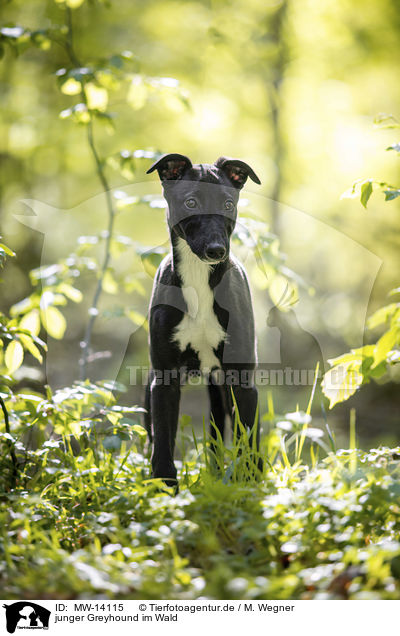 junger Greyhound im Wald / young Greyhound in the forest / MW-14115