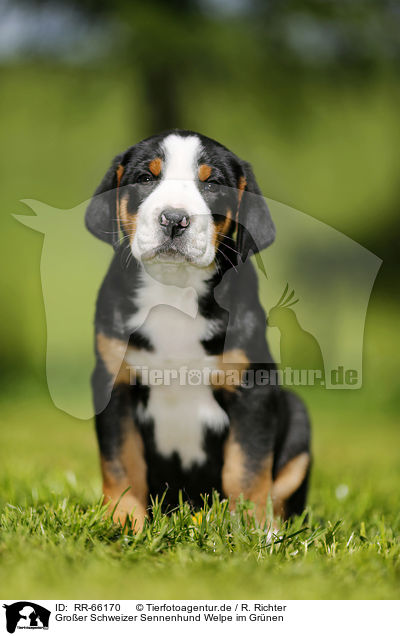 Gro�er Schweizer Sennenhund Welpe im Gr�nen / Greater Swiss Mountain Dog Puppy in the countryside / RR-66170