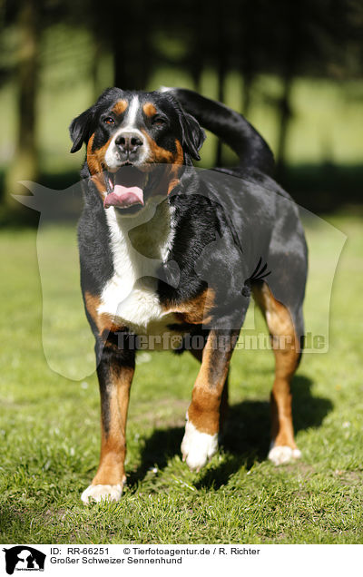 Gro�er Schweizer Sennenhund / Greater Swiss Mountain Dog / RR-66251