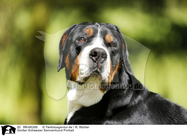 Gro�er Schweizer Sennenhund Portrait / Greater Swiss Mountain Dog Portrait / RR-66266