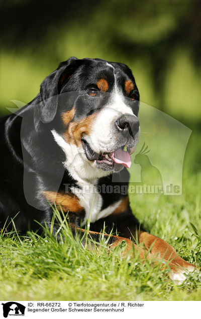 liegender Gro�er Schweizer Sennenhund / lying Greater Swiss Mountain Dog / RR-66272