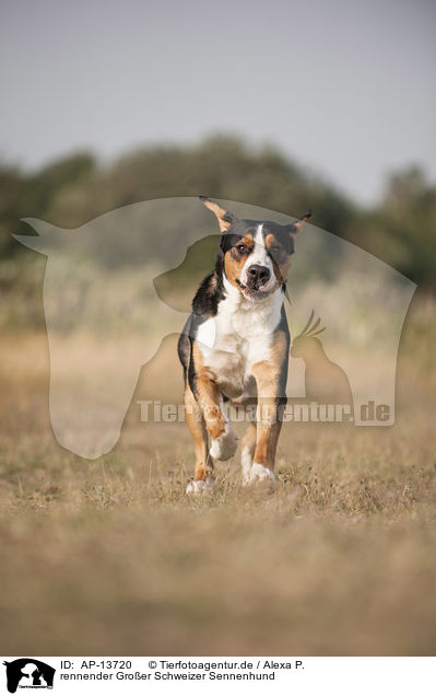 rennender Gro�er Schweizer Sennenhund / running Greater Swiss Mountain Dog / AP-13720