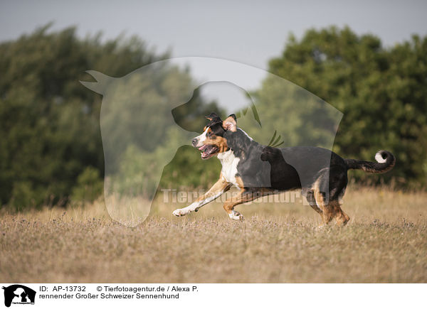rennender Gro�er Schweizer Sennenhund / running Greater Swiss Mountain Dog / AP-13732