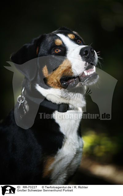 Gro�er Schweizer Sennenhund Portrait / Great Swiss Mountain Dog Portrait / RR-70227