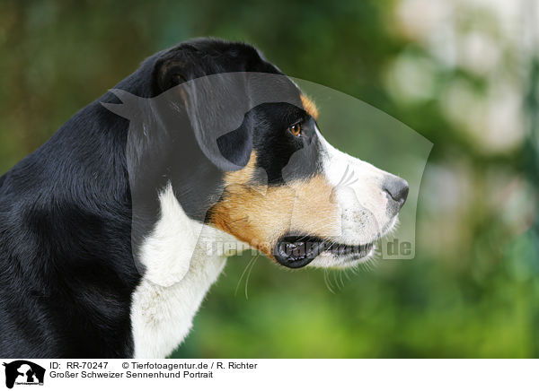Gro�er Schweizer Sennenhund Portrait / Great Swiss Mountain Dog Portrait / RR-70247
