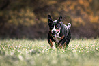 Gro�er Schweizer Sennenhund