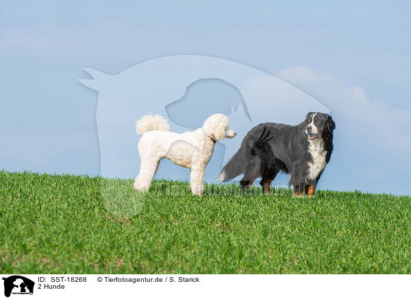 2 Hunde / 2 dogs / SST-18268