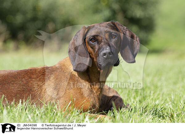 liegender Hannoverscher Schwei�hund / lying Hannoverian Hound / JM-04096