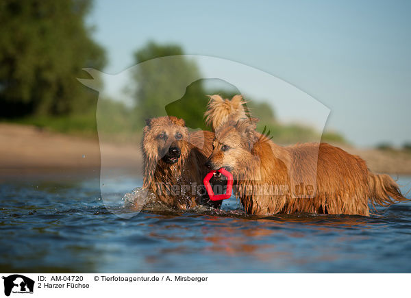 2 Harzer F�chse / 2 Harz Foxes / AM-04720