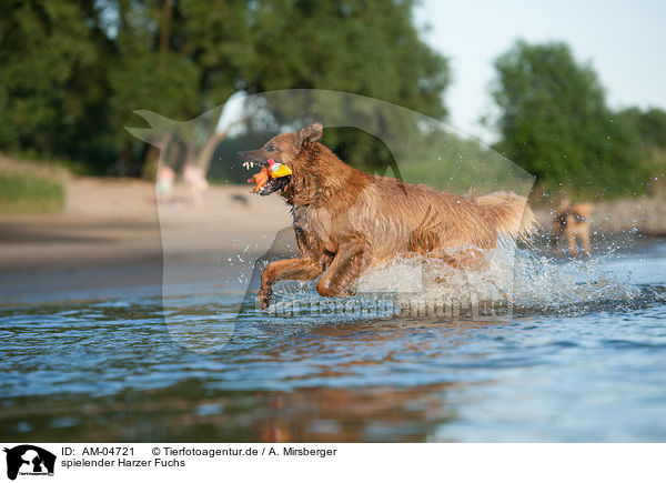 spielender Harzer Fuchs / playing Harz Fox / AM-04721