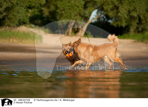 2 Harzer F�chse / 2 Harz Foxes / AM-04728