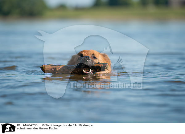 schwimmender Harzer Fuchs / swimming Harz Fox / AM-04735