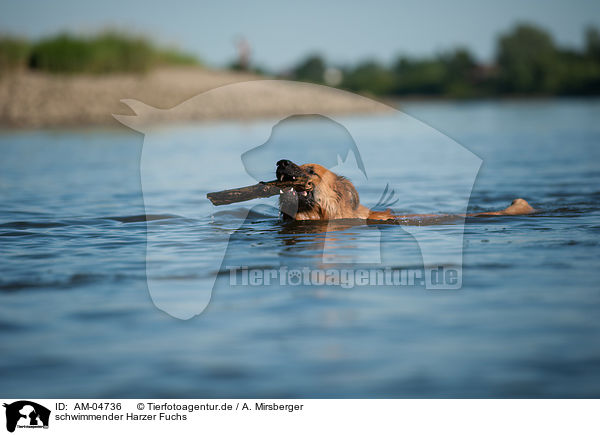 schwimmender Harzer Fuchs / swimming Harz Fox / AM-04736