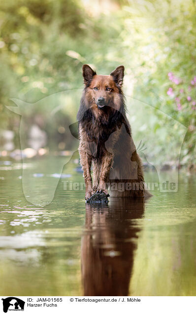 Harzer Fuchs / Harz Fox / JAM-01565
