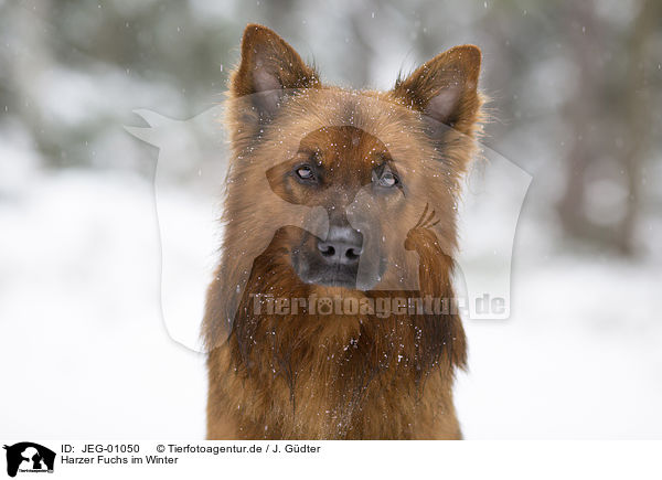 Harzer Fuchs im Winter / Harz Fox in the winter / JEG-01050