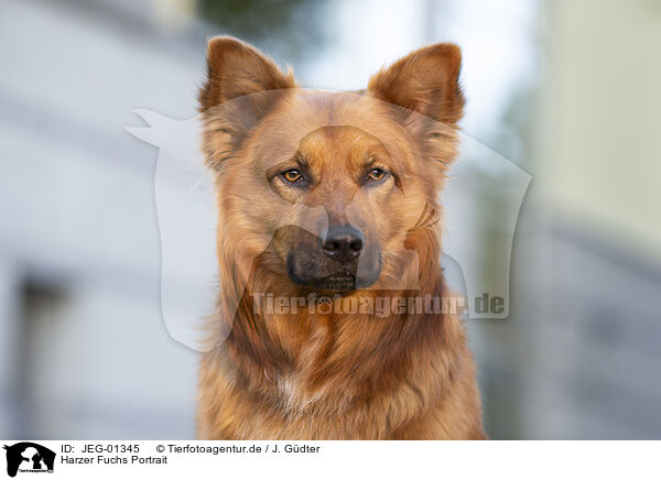 Harzer Fuchs Portrait / Harz Fox Portrait / JEG-01345
