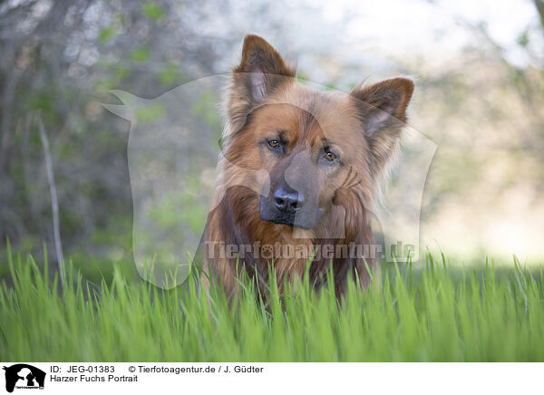 Harzer Fuchs Portrait / Harz Fox Portrait / JEG-01383