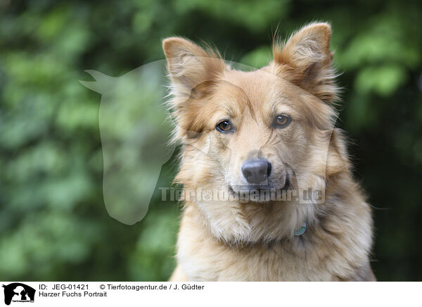 Harzer Fuchs Portrait / Harz Fox Portrait / JEG-01421