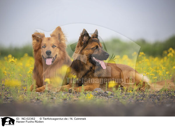 Harzer Fuchs R�den / male Harz Foxes / NC-02362