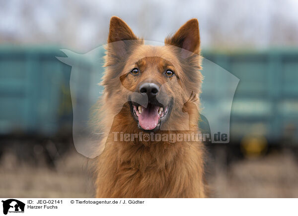 Harzer Fuchs / Harz Fox / JEG-02141