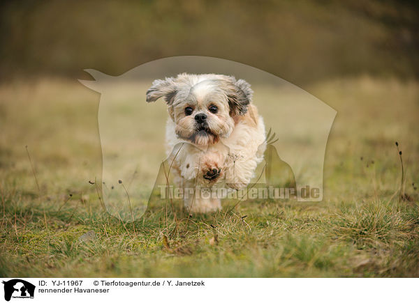 rennender Havaneser / running Havanese / YJ-11967