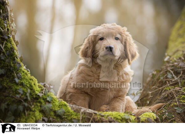 Hovawart Welpe / Hovawart puppy / UM-03034