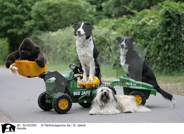 Hunde / dogs / DJ-02350