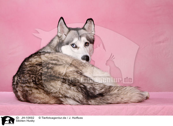 Sibirien Husky / Siberian Husky / JH-10692