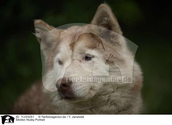 Sibirien Husky Portrait / Siberian Husky Portrait / YJ-03251