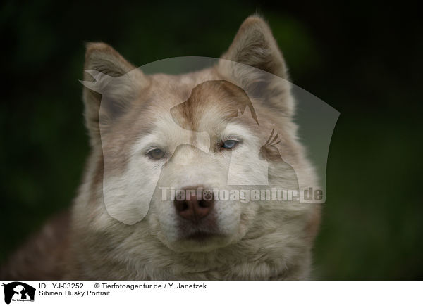 Sibirien Husky Portrait / Siberian Husky Portrait / YJ-03252