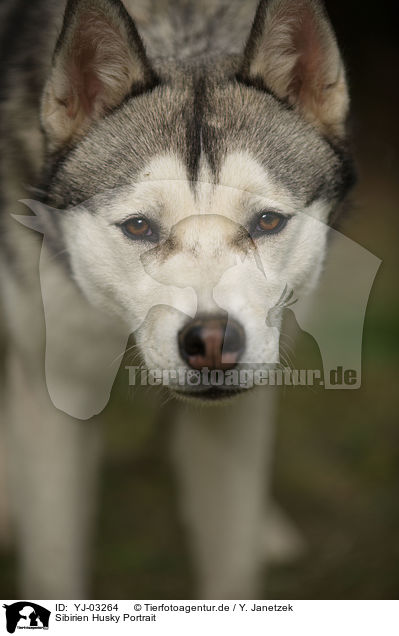 Sibirien Husky Portrait / Siberian Husky Portrait / YJ-03264
