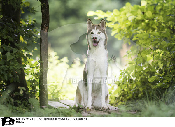 Husky / Husky / TS-01244