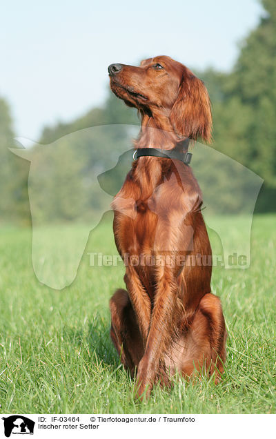 Irischer roter Setter / Irish Red Setter / IF-03464
