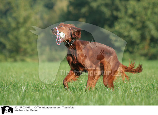 Irischer roter Setter / Irish Red Setter / IF-03466