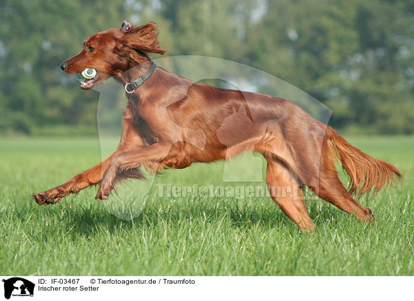 Irischer roter Setter / Irish Red Setter / IF-03467