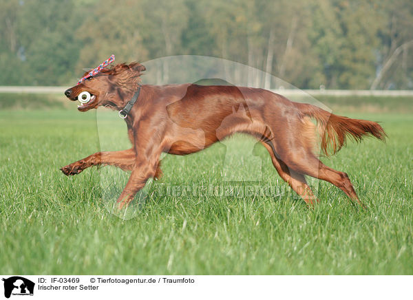 Irischer roter Setter / Irish Red Setter / IF-03469