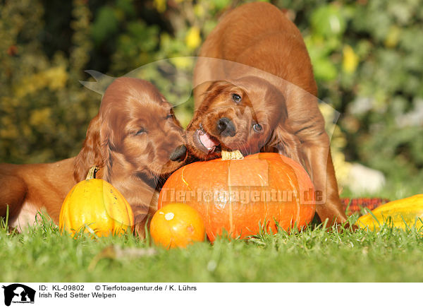 Irish Red Setter Welpen / Irish Red Setter Puppies / KL-09802