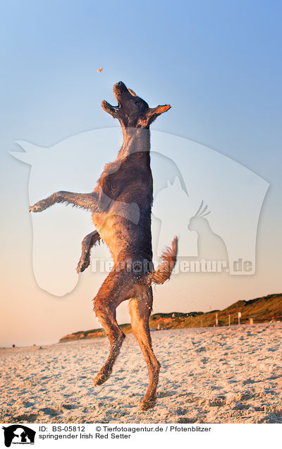 springender Irish Red Setter / jumping Irish Red Setter / BS-05812