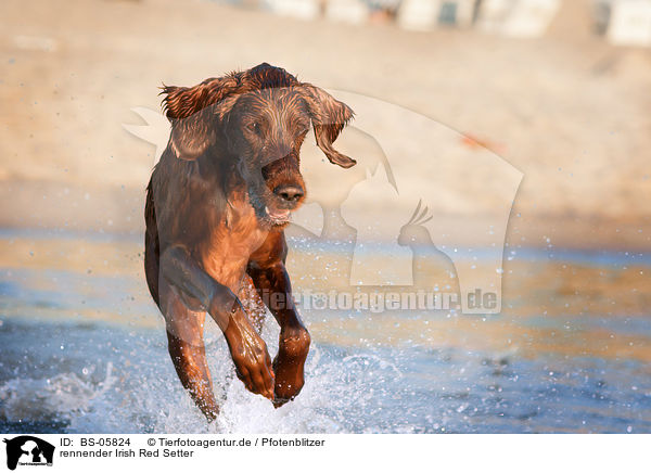 rennender Irish Red Setter / running Irish Red Setter / BS-05824