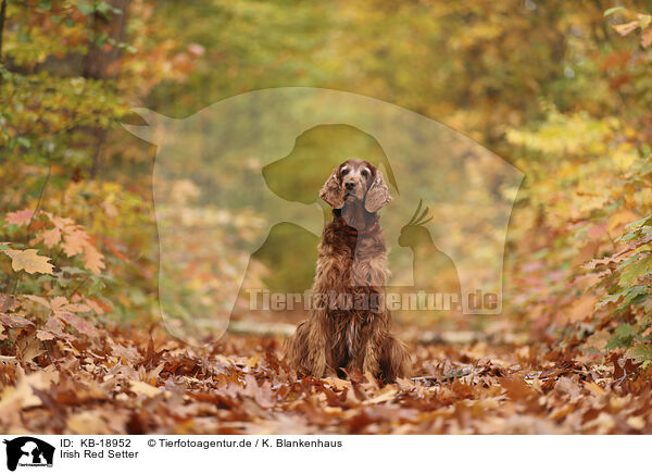 Irish Red Setter / KB-18952