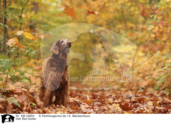 Irish Red Setter / KB-18954