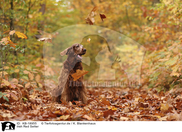 Irish Red Setter / Irish Red Setter / KB-18955