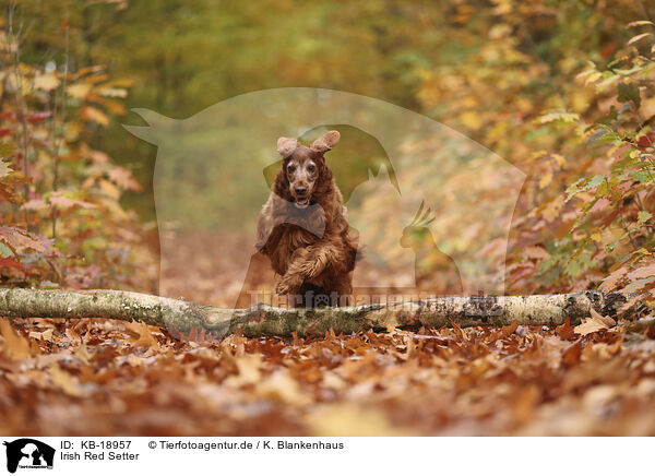 Irish Red Setter / KB-18957