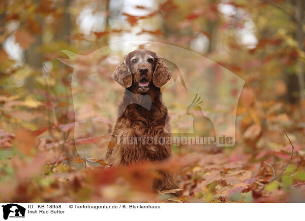 Irish Red Setter / KB-18958