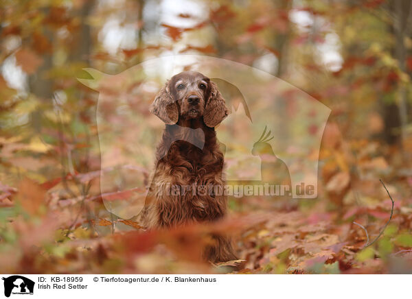 Irish Red Setter / KB-18959